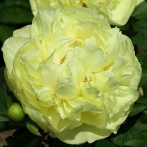 Lemon Chiffon