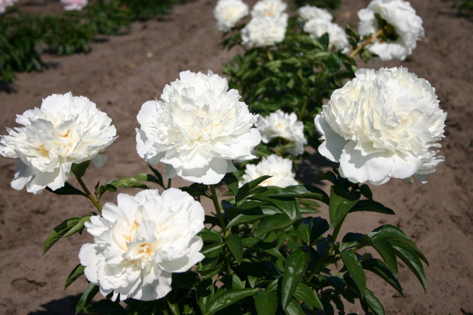 Marshmallow Puff - rendelés | PaeoniaWorld