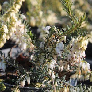 Erica carnea 'Winter Snow'