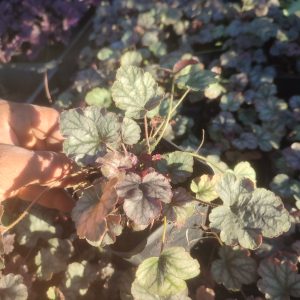 Heuchera 'Hollywood'