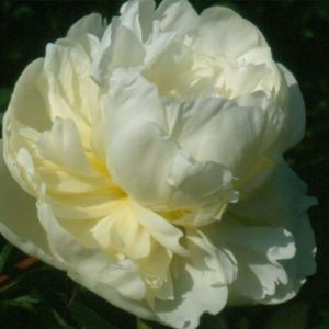 Marie Lemoine