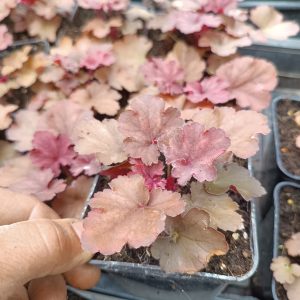 Heuchera 'Caramel'