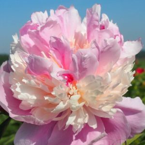 Edulis Supreme