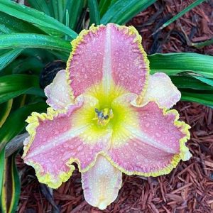 Spacecoast Cool Deal