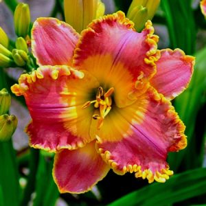 Spacecoast Early Rider