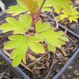 Szívvirág - Dicentra spectabilis 'Goldheart'