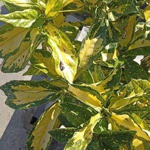 Aucuba japonica 'Picturata'