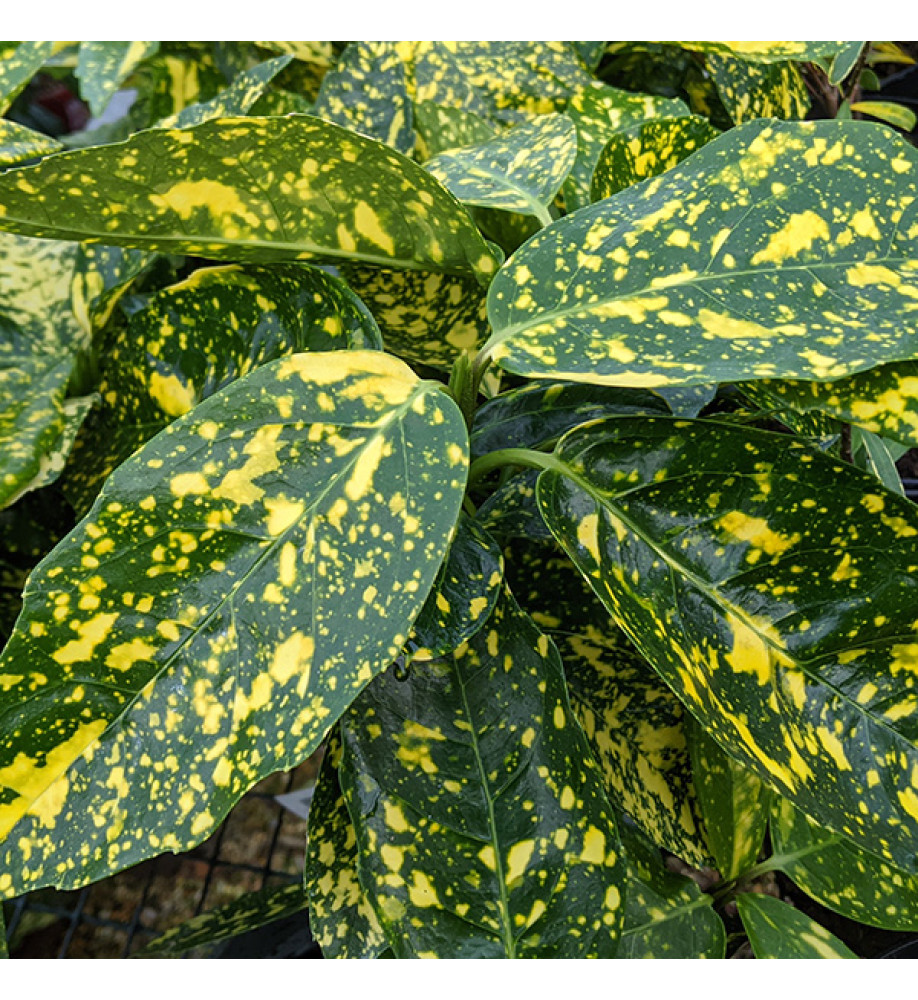 Aucuba Japonica Variegata Rendel s PaeoniaWorld Aucuba Japonica Variegata Rendel s PaeoniaWorld