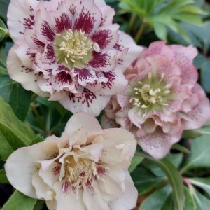 Double Ellen Peach Shades