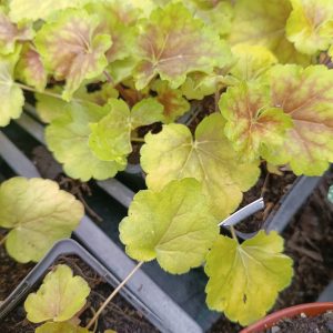 Heuchera 'Delta Dawn'