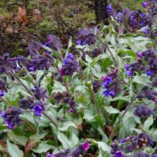 Pulmonaria 'Diana Clare' - Tüdőfű