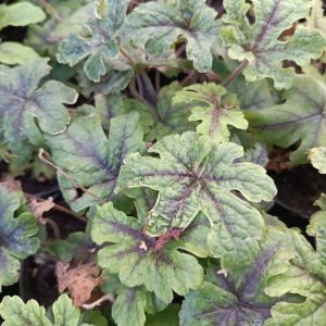 Tiarella 'Jeepers Creepers'
