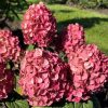 Hydrangea paniculata 'Quick Fire'