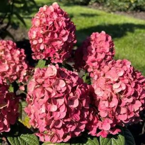 Hydrangea paniculata 'Quick Fire'