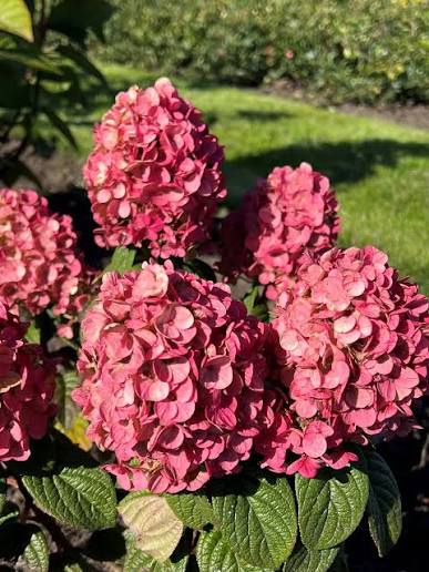 Hydrangea paniculata 'Quick Fire'