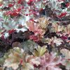 Heuchera 'Black Tafetta'