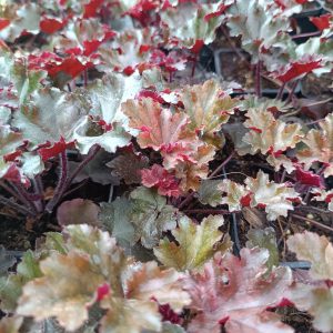 Heuchera 'Black Tafetta'