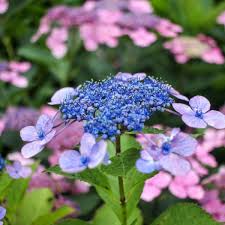 Hydrangea serrata 'Bluebird'