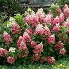 Hydrangea paniculata 'Candle Light'