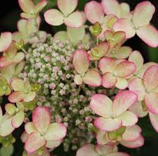 Hydrangea paniculata 'Early Harry'