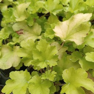 Heuchera 'Lime Marmalade'