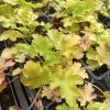 Heuchera 'Lime Rickey'