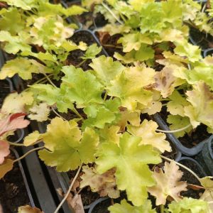 Heuchera 'Lime Rickey'