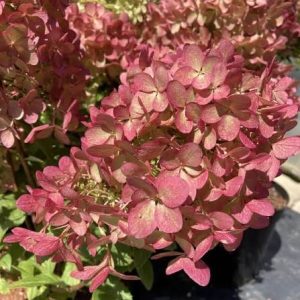 Hydrangea paniculata 'Petit Star'