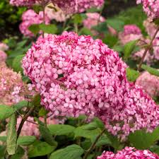 Hydrangea arborescens 'Pink Annabelle'