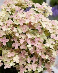 Hydrangea paniculata 'Polestar'