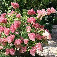 Hydrangea paniculata 'Redlight'