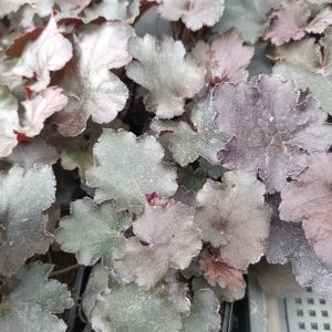 Heuchera 'Rex Black'
