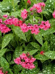 Pulmonaria 'Shrimps on the Barbie' - Tüdőfű