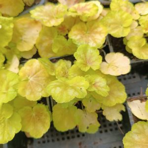 Heuchera 'Tiramisu'