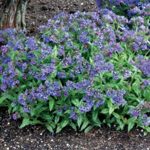 Pulmonaria 'Trevi Fountain' - Tüdőfű