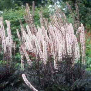 Actaea simplex ‘Pink Spike’ - Füzéres poloskavész
