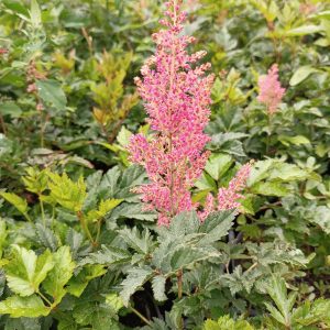 Astilbe 'Rheinland' - Tollbuga