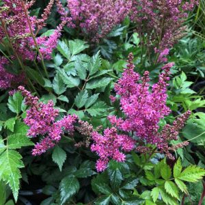 Astilbe japonica 'Mainz' - Tollbuga