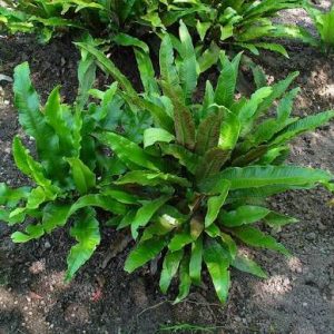 Asplenium scolopendrium