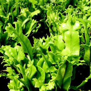 Asplenium scolopendrium 'Cristata'
