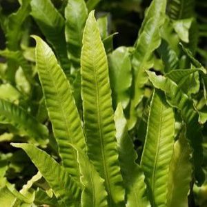 Asplenium scolopendrium 'Undulatum'