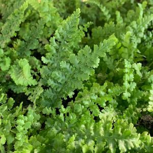 Dryopteris affinis 'Cristata The King'