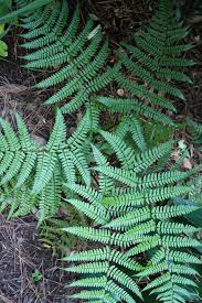 Dryopteris championii