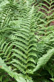 Dryopteris filix-mas 'Barnesii'
