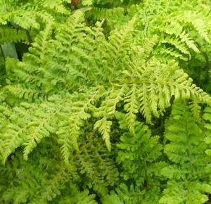 Dryopteris austriaca 'Crispa Whiteside'