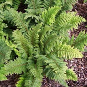 Polystichum setiferum 'Dahlem'