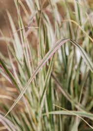 Calamagrostis x acutiflora 'Overdam'