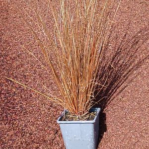 Carex buchananii