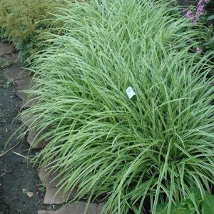 Carex morrowii 'Ice Dance'