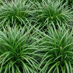 Carex morrowii 'Irish Green'